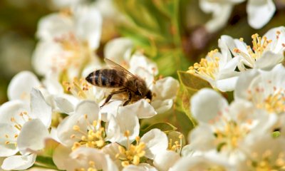 Allergie stagionali: come affrontarle in modo naturale