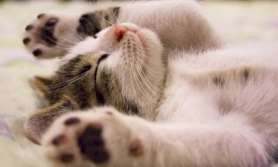 Italia a quattro zampe: cani e gatti aumentano nelle case e trainano la Pet Economy