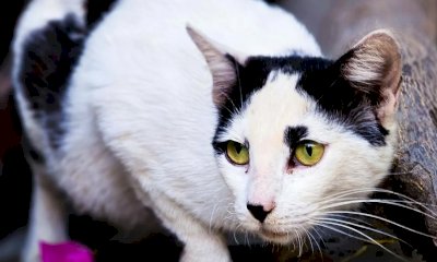 Gli animali hanno finalmente più diritti: per uccisioni e maltrattamenti c’è il carcere