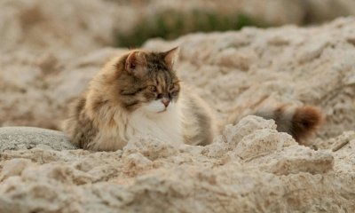 Come prendersi cura dei gatti nel corso dell'estate