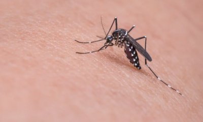 Salgono a tredici le vittime del West Nile in Italia