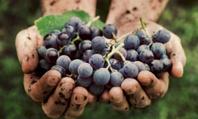 Estremamente positive le previsioni per la vendemmia 2025