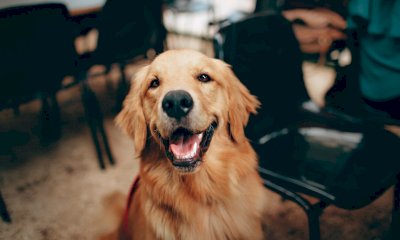 Via libera ai cani di grossa taglia sull’aereo: l’Italia cambia le regole