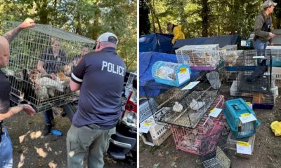 Casa degli orrori a New York: oltre 200 animali e una 95enne intrappolati tra i rifiuti