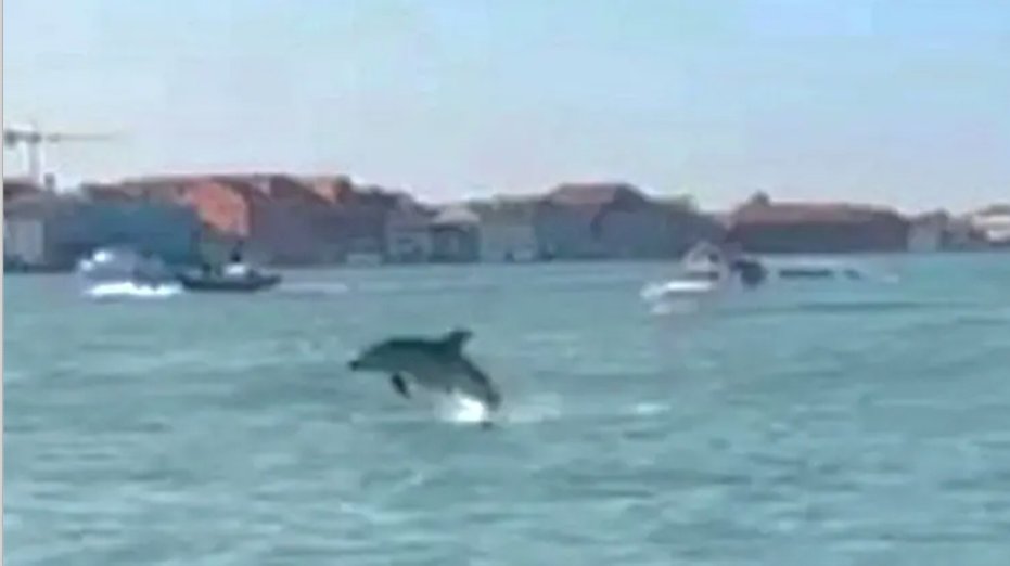 Venezia si mobilita per salvare Mimmo: tutti gli occhi puntati sul delfino della laguna