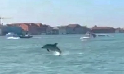 Venezia si mobilita per salvare Mimmo: tutti gli occhi puntati sul delfino della laguna