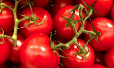 Epidemia di salmonella in 17 Paesi Ue: pomodorini siciliani nel mirino