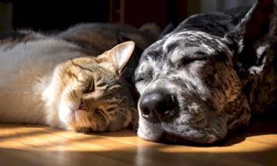 Nuove regole Ue per cani e gatti: microchip obbligatorio e controlli su importazioni