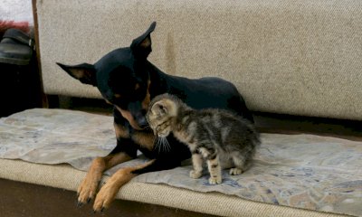 Gli animali domestici trasformano il volto delle famiglie italiane