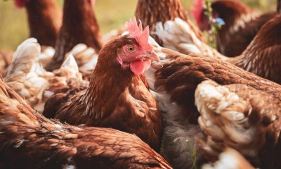 Aviaria in Italia: “Nessun elemento fa pensare a un rischio immediato per la popolazione”