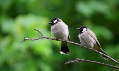 &ldquo;Compromessa l&rsquo;efficacia della Strategia Nazionale per la Biodiversit&agrave;&rdquo;