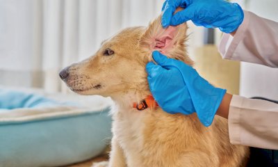La nuova et&agrave; della medicina veterinaria