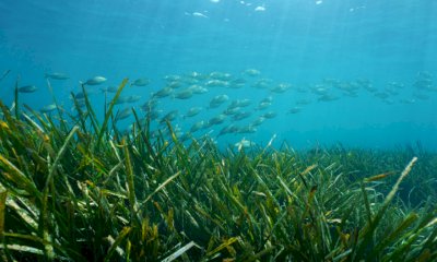 Posidonia, la Francia alza un muro contro gli yacht