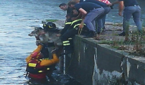 Gli 'angeli della strada' salvano un cane caduto in acqua