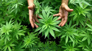 Sequestrate 250 piante di marijuana nelle campagne di Enna