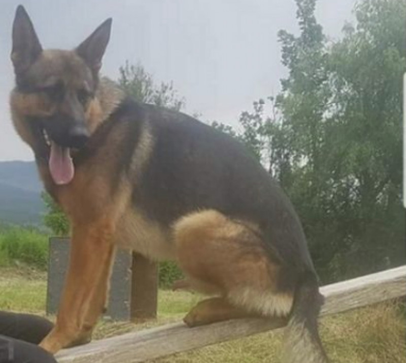 Ucciso 'Kaos', il cane eroe che salvò i terremotati di Amatrice e Norcia