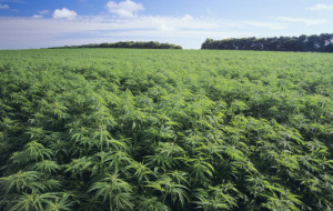 Canapa industriale, Confagricoltura: 'Potenzialità di sviluppo, ma occorrono certezze'