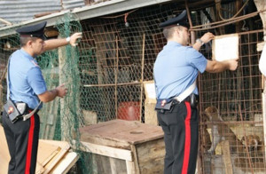 Cani senza cibo e acqua: sequestrato un canile nel verbano