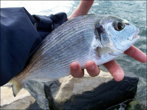 In estate aumenta il consumo di pesce e quello allevato in Italia è sano e sicuro