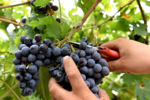 Vino, la vendemmia saluta lo storico record dell’export 