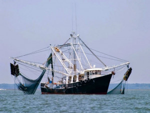 Scatta il fermo pesca nel Tirreno e nello Ionio