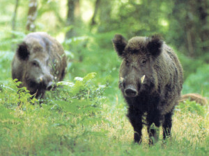 Cinghiali a spasso nelle città, sono diventati un milione