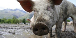 'Ue nella giusta direzione sulla peste suina'