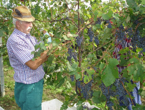 Maltempo, è sos per la vendemmia
