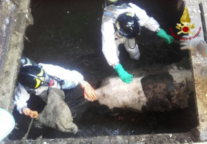 Padova, salvate due mucche cadute in un vascone per il recupero liquame
