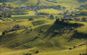 Maltempo: è 'sos' per la vendemmia