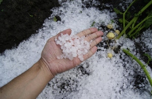 Maltempo, grandine in Liguria su ortaggi e olive