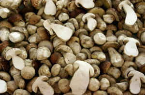 Autunno d’oro per funghi e tartufi