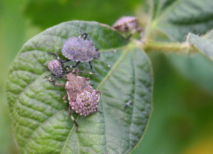 La cimice asiatica invade città e campagne