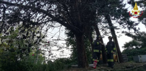 Verbania: un albero cade sulla linea ferroviaria