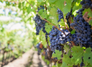 Vino, bilancio fine vendemmia con 7 bottiglie su 10 doc