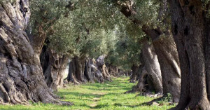 Maltempo, dimezzata la produzione di olio extravergine