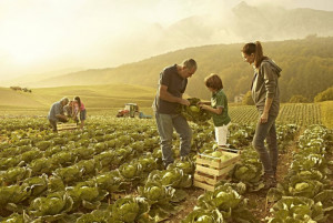 Lavoro: 8 italiani su 10 sognano un figlio agricoltore