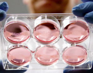 Carne in provetta, no da 3 italiani su 4