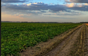 Manovra, +8% vendite terreni agricoli nel 2018