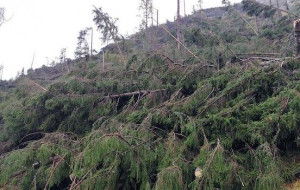 Natale, corsa ad acquisti abeti da boschi distrutti