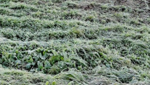 Maltempo, allarme gelo per verdure e ortaggi