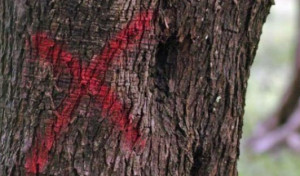 Xylella, oltre 1,2 miliardi di danni alle piante