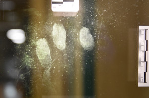 Mantova: individuato e denunciato ladro seriale ai distributori automatici 