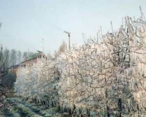 Maltempo, con gelo articolo sos per colture e animali


