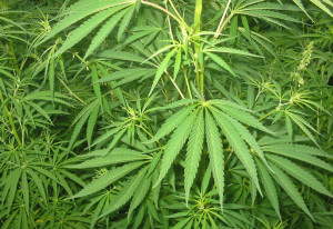 Macerata: chiuso il giornalaio che vendeva cannabis