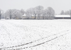 Maltempo: dopo la siccità, sotto la neve il pane