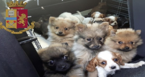 Traffico internazionale di cuccioli, sette arresti a Rimini