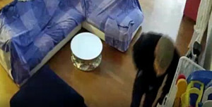 Latina: fermata banda specializzata in furti in appartamento, 10 arresti