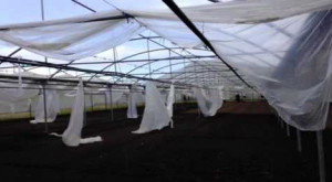 Maltempo, nei campi serre distrutte e incendi spinti dal vento