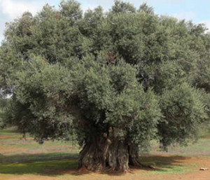 Xylella avanza 2 chilometri al mese, strage di 32 milioni di ulivi